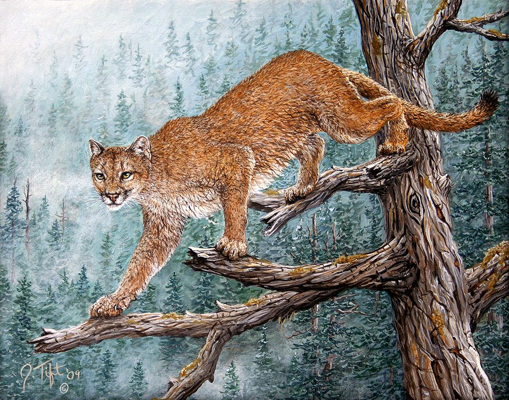 High Climber