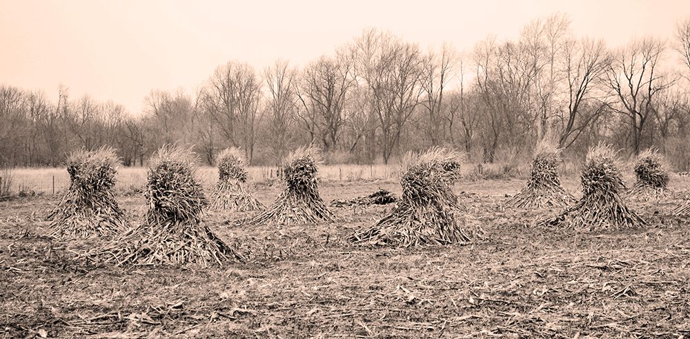 Amish Corn Shalks
