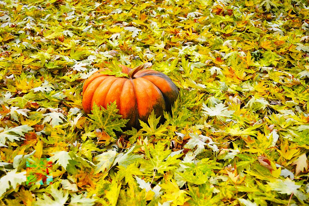 Cinderella Pumpkin