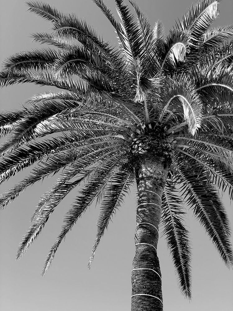 Palm Tree