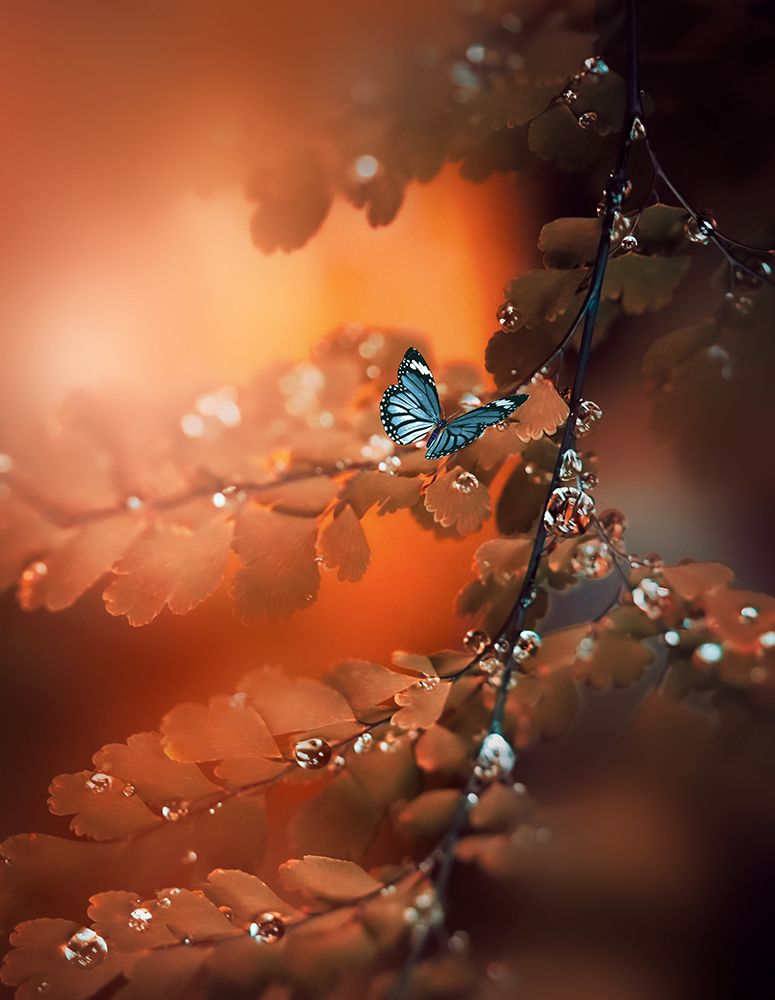 Orange Glow