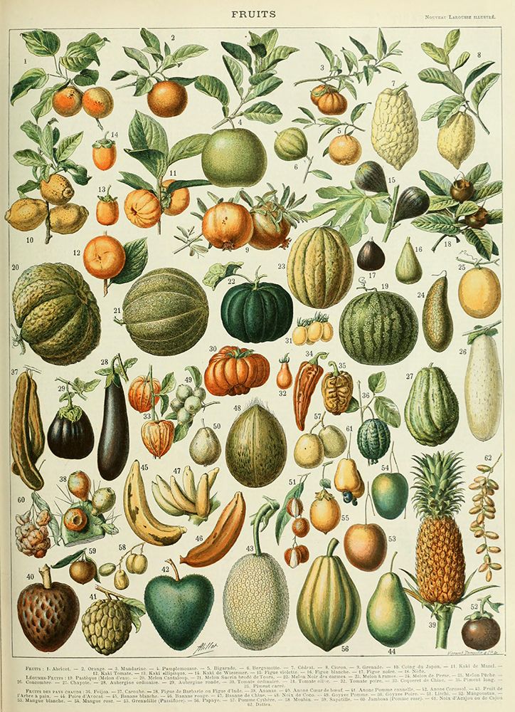 Fruits B-  Adolphe Millot