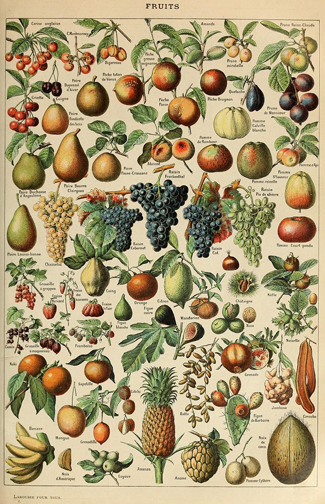 Fruits Pour Tous-  Adolphe Millot