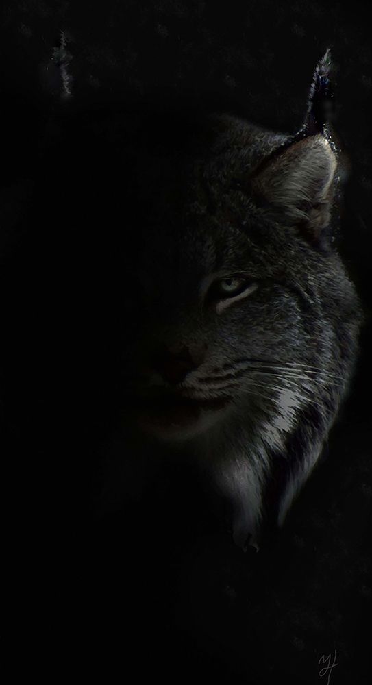 Lynx Stare