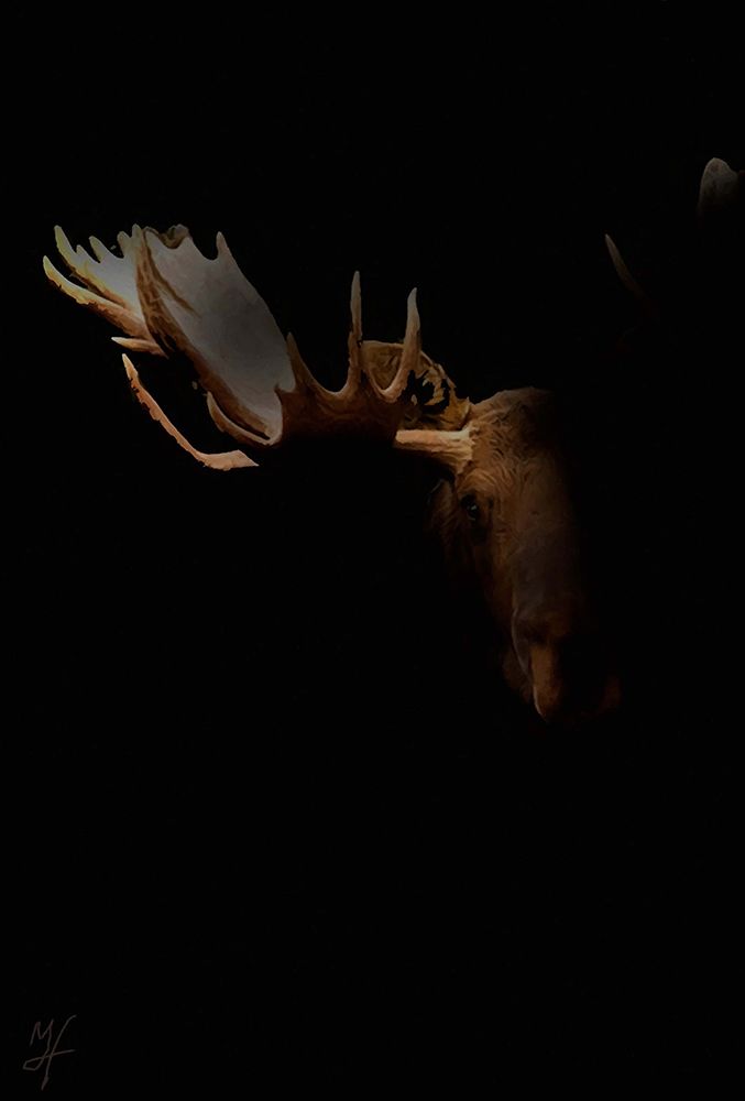 Moose Staredown