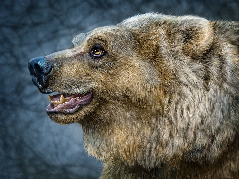 Bear Wonder