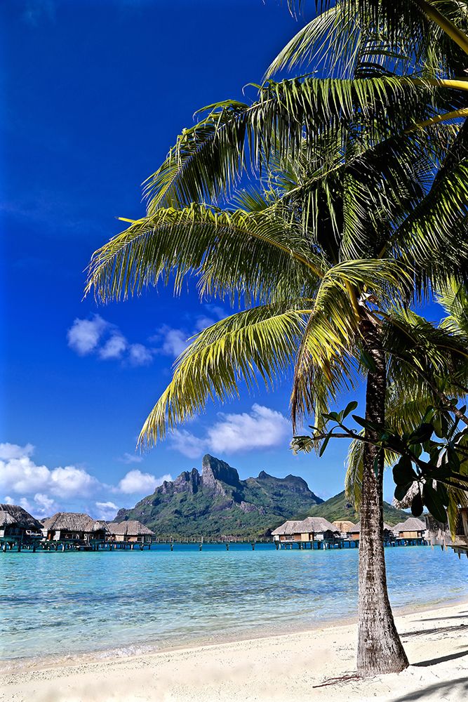 Borabora Palm Tree
