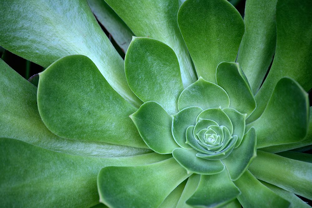 Green Succulent
