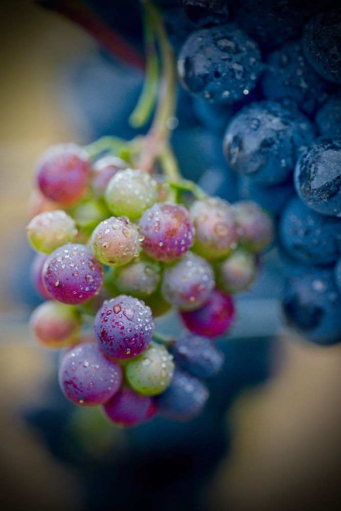 Wine Time Close Up