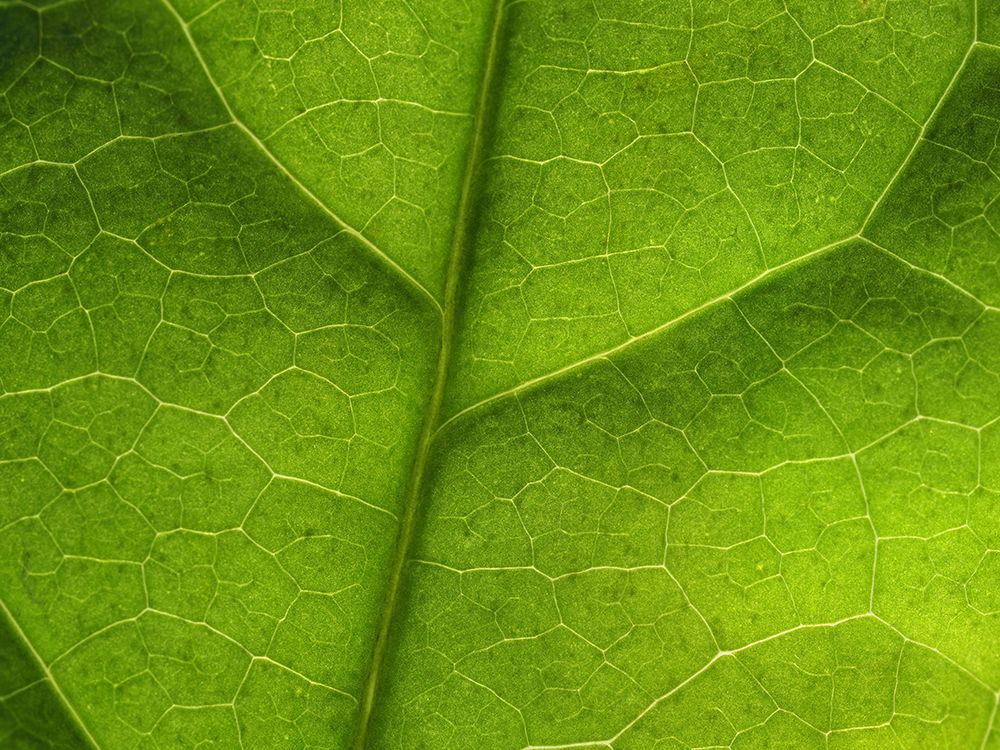 Leaf Texture