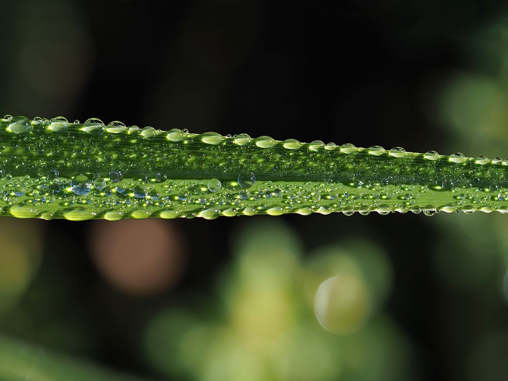 Dew on Leaf