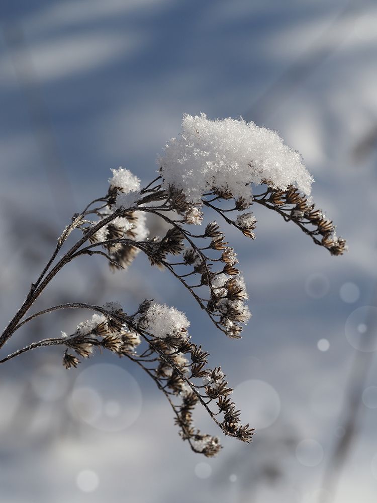 Frosted Twig