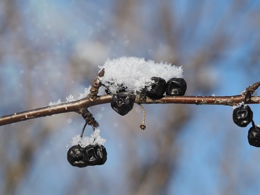 Frosted Wild Berries