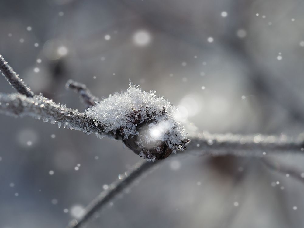 Frosted Wild Berry