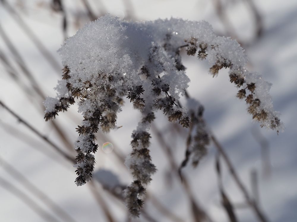 Frozen Goldenrod