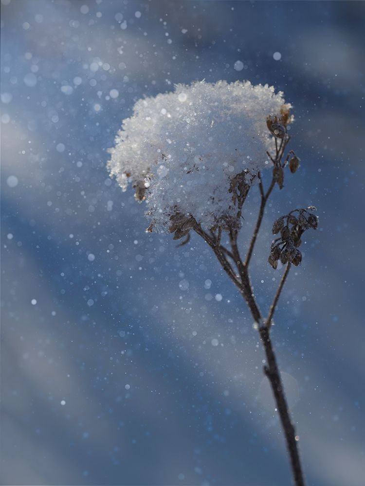 Frozen Top