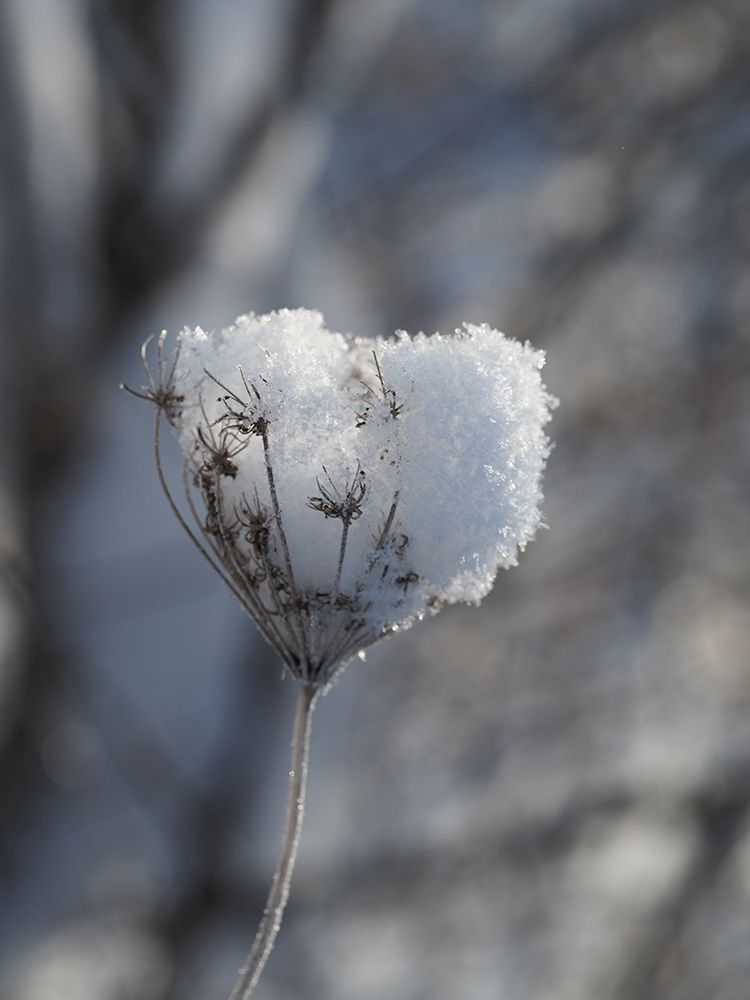 Icewine