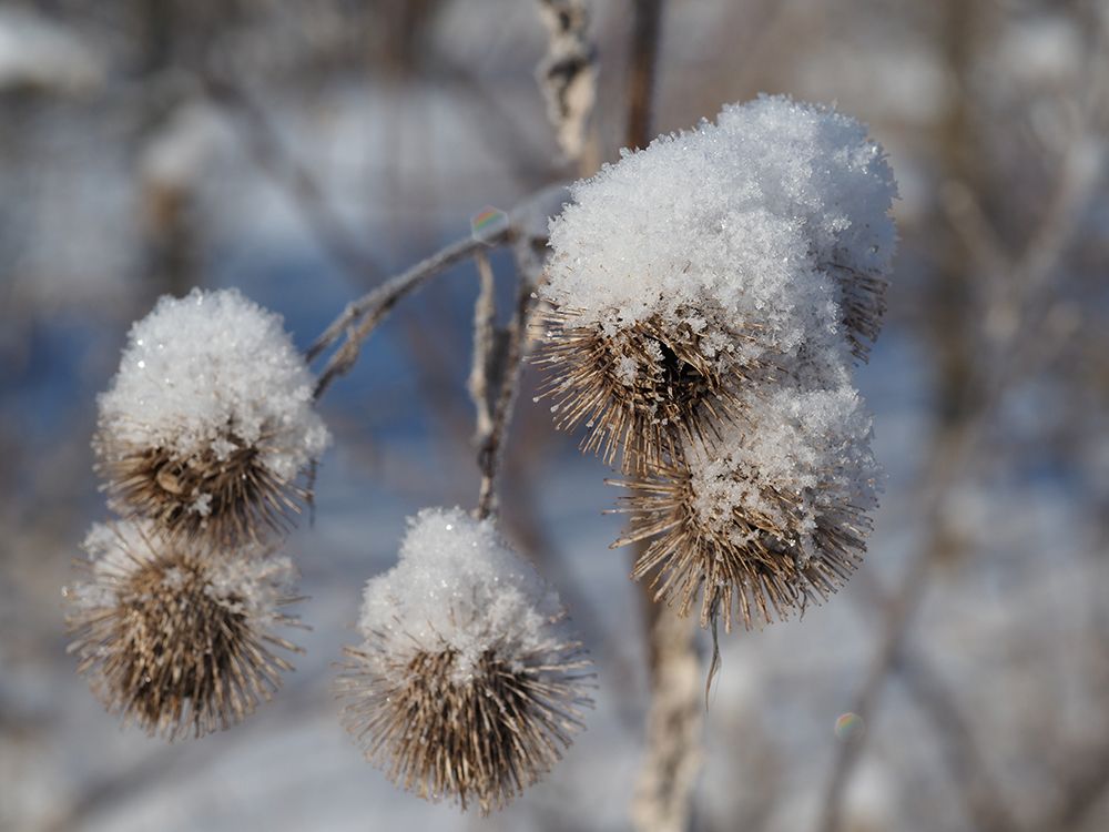 Frozen Burdock