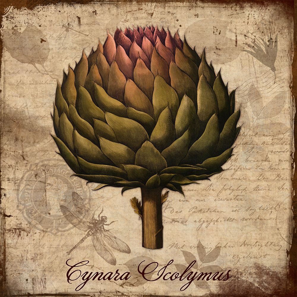 Cynara Scolymus