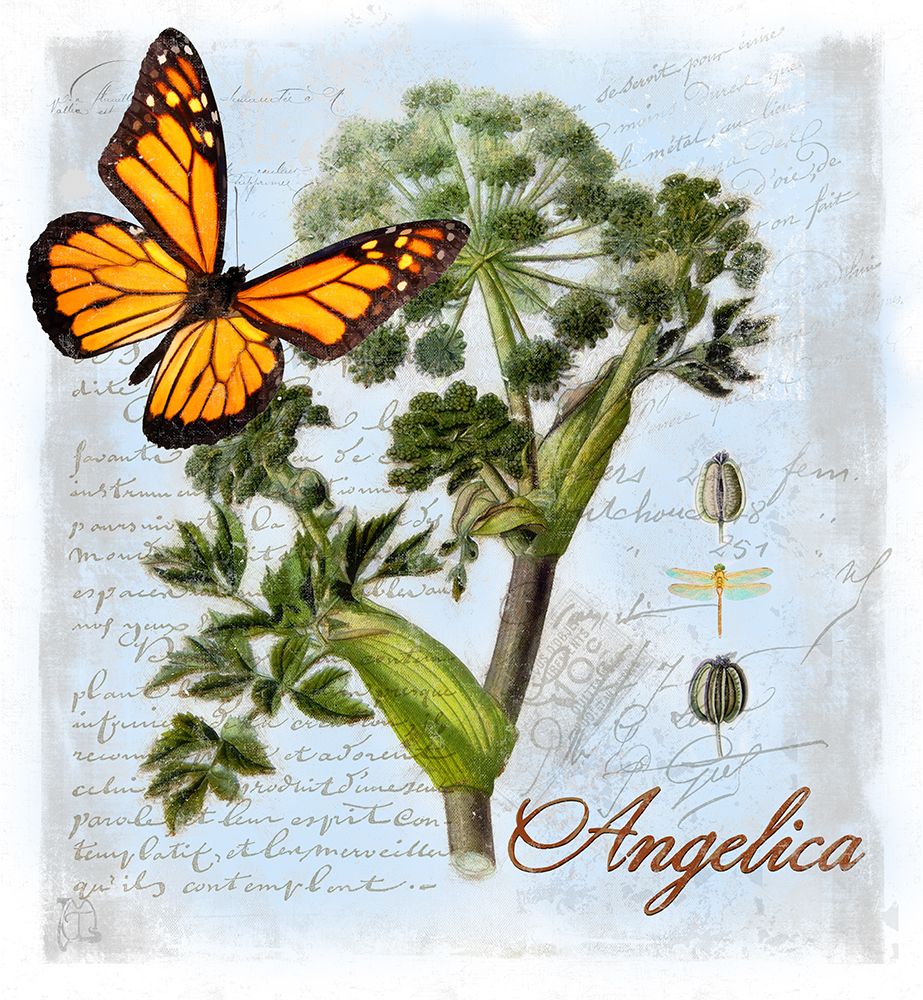 Angelica Herb