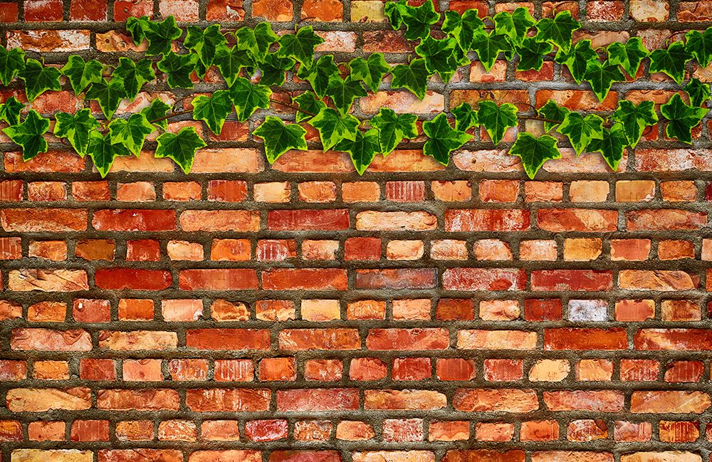 Brick Wall and Ivy