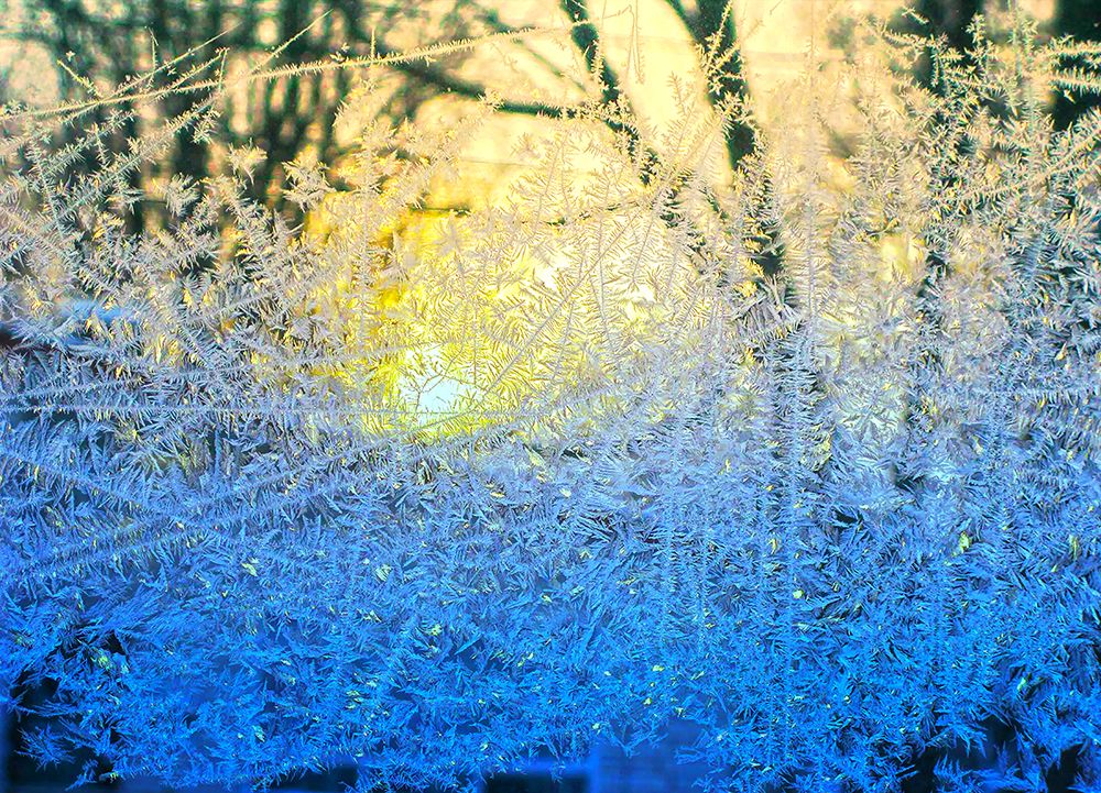 Ice Forest