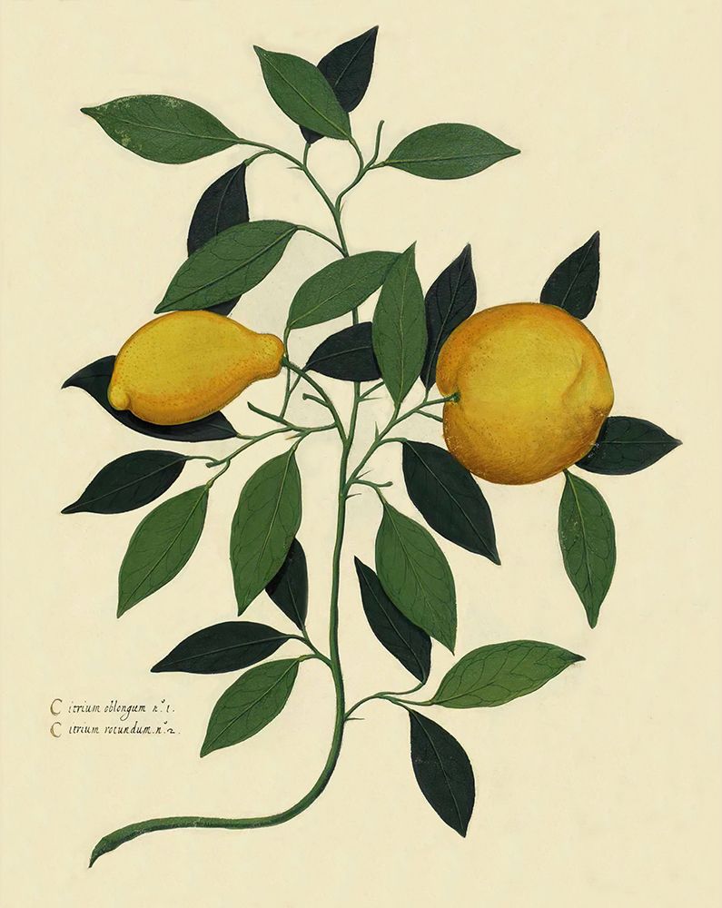 Italian Botanical Lemon Illustration 1650