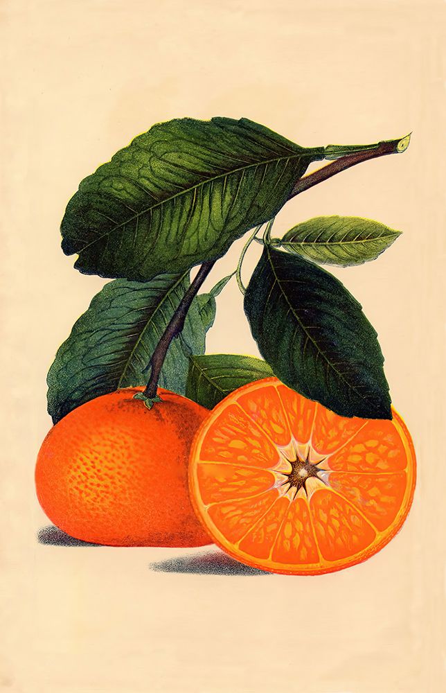 Satsuma Orange 1887