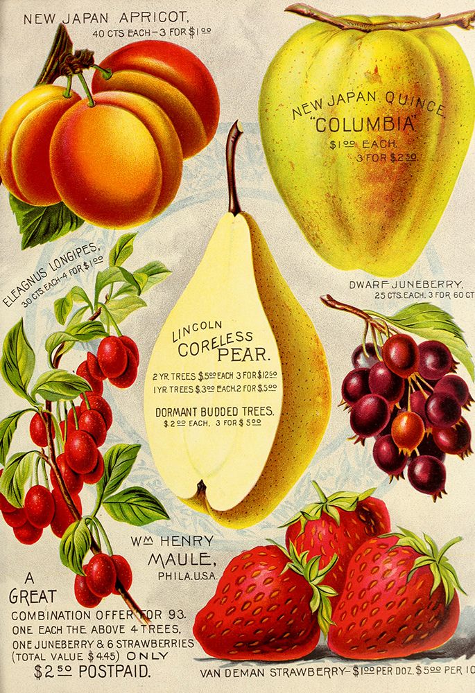 1893 Maule Pear