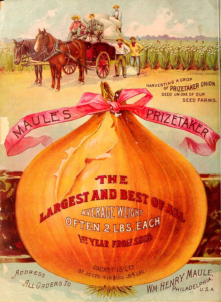 1893 Maules Onion