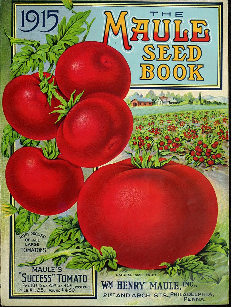 1915 Maule Tomato