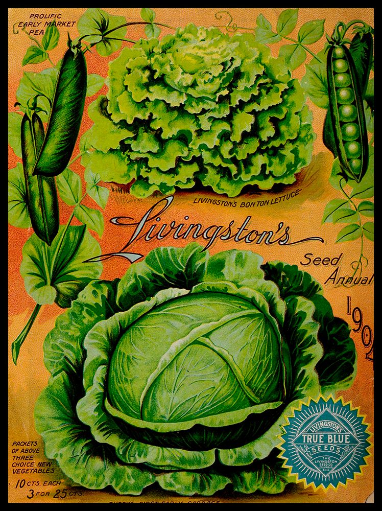 Annual Of True Blue Lettuce
