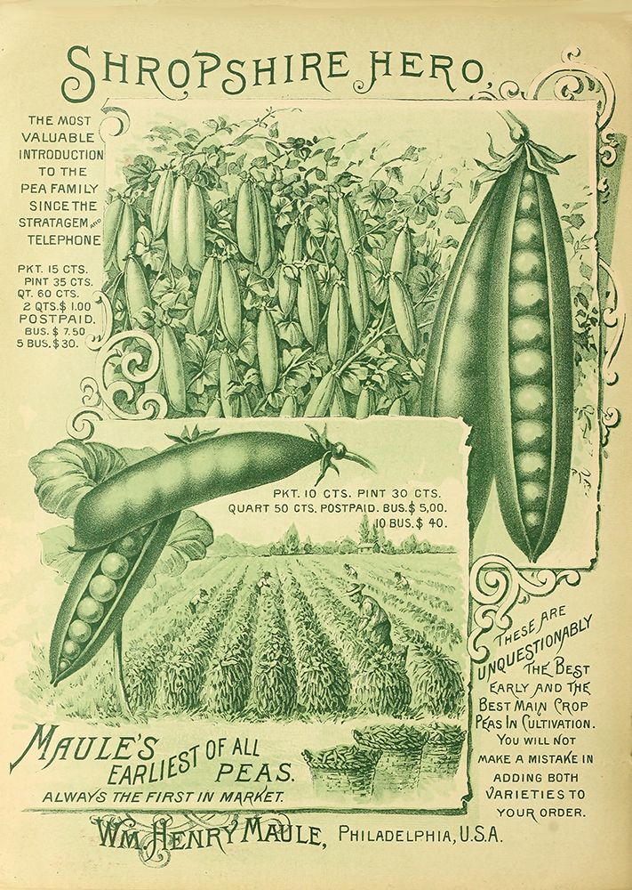 Shropshire Peas