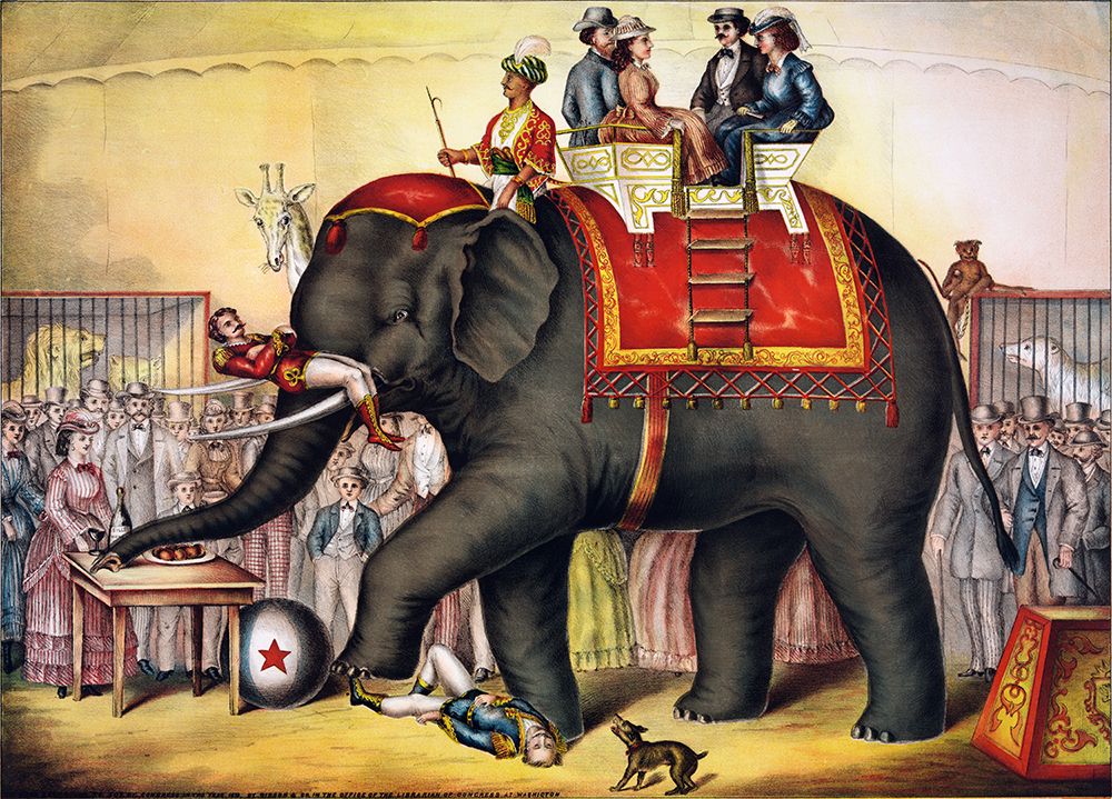 Performing elephant-1874