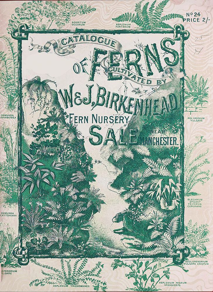 Ferns 1