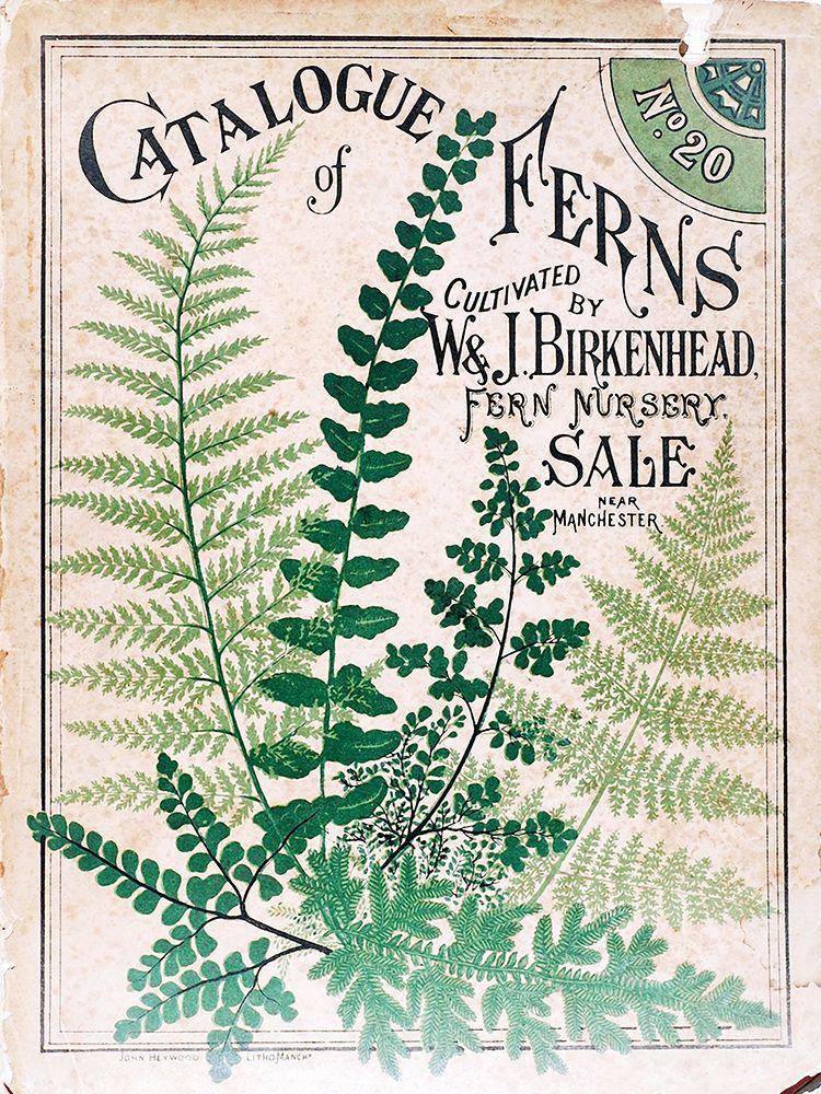 Ferns 2