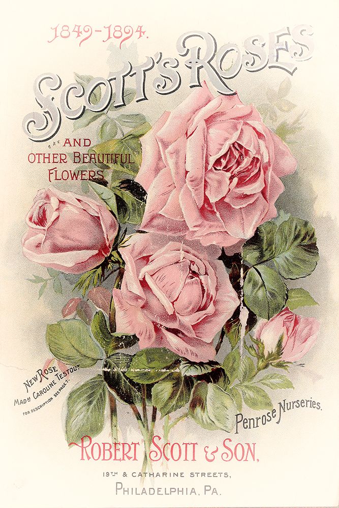 Scotts Roses