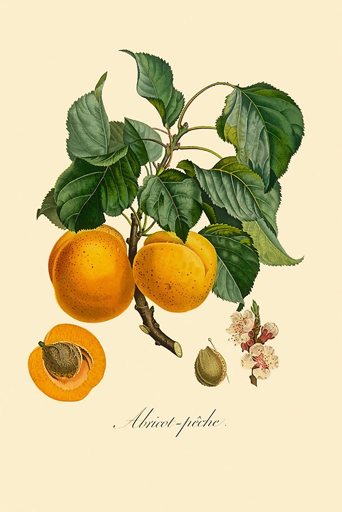 Apricot Botanical Illustration 1800s