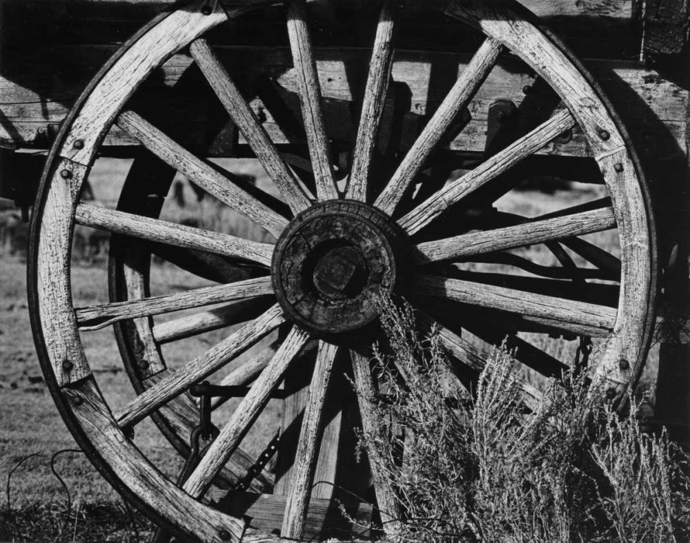 Bodi Wheel