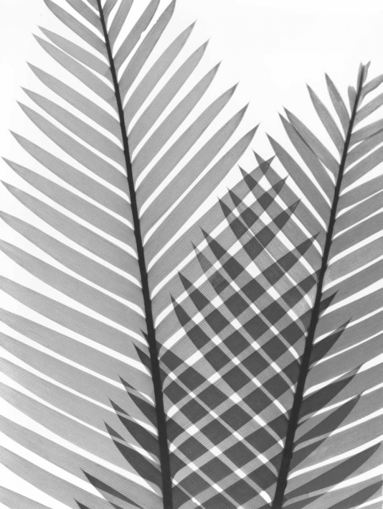Tropical Fern 1
