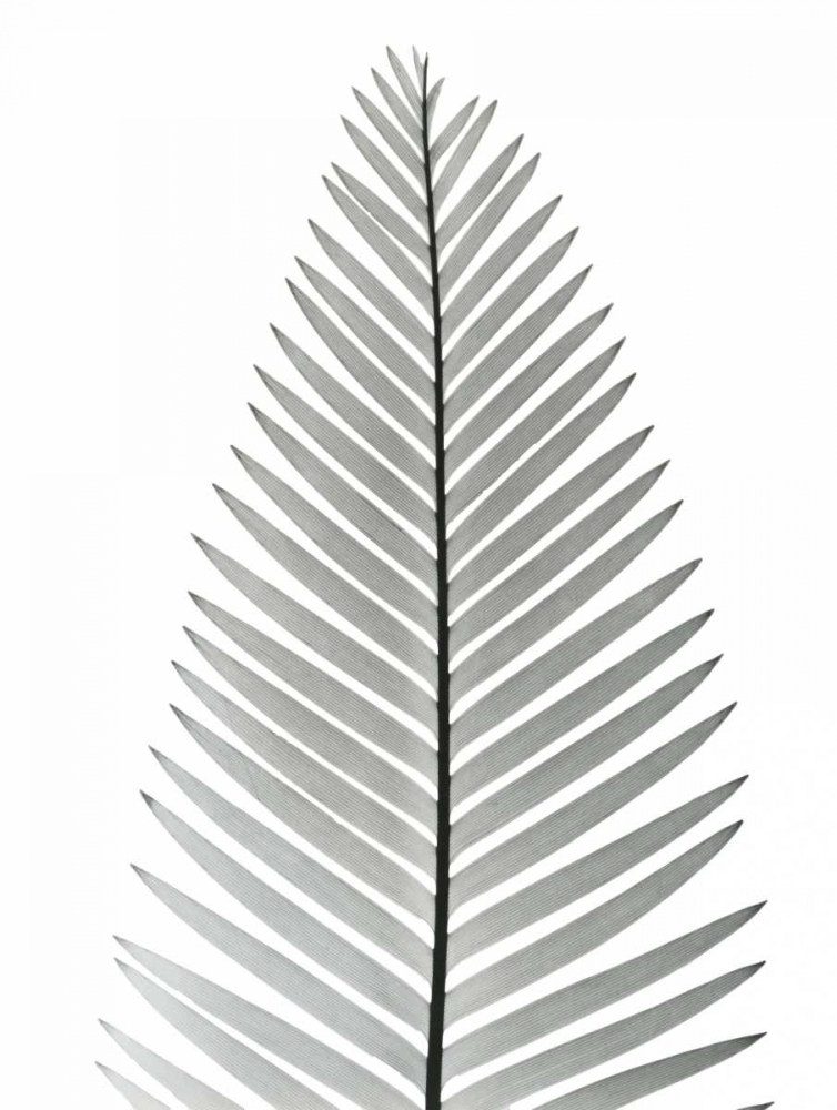 Tropical Fern 2
