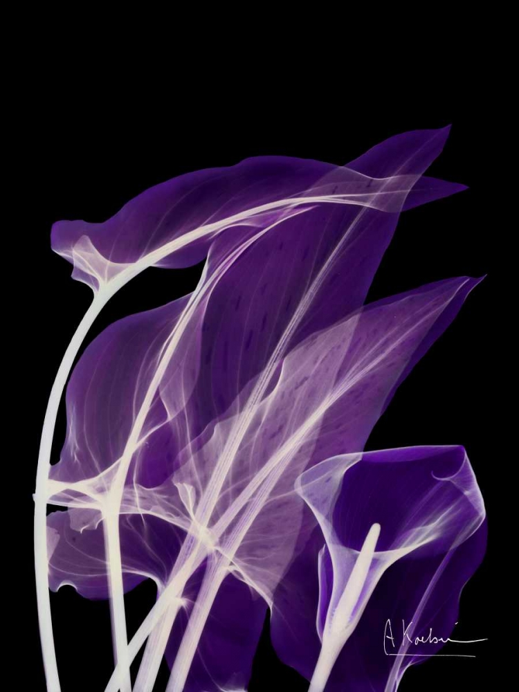Purple Calla