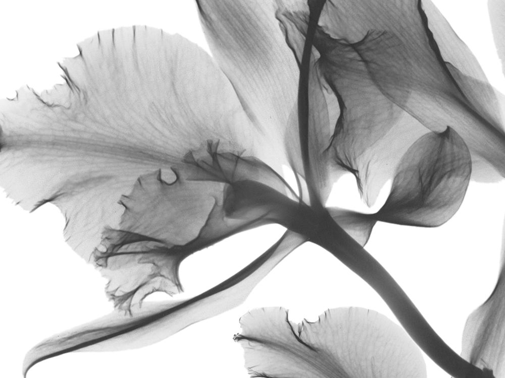 Trancendental Poetry 1