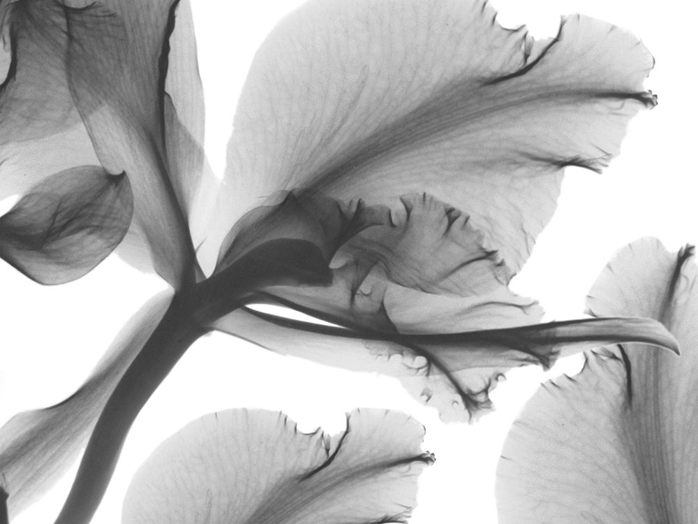 Trancendental Poetry 2