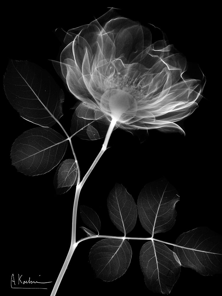 Black Rose Dynasty 1