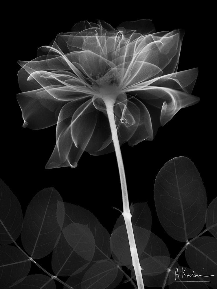 Black Rose Dynasty 2