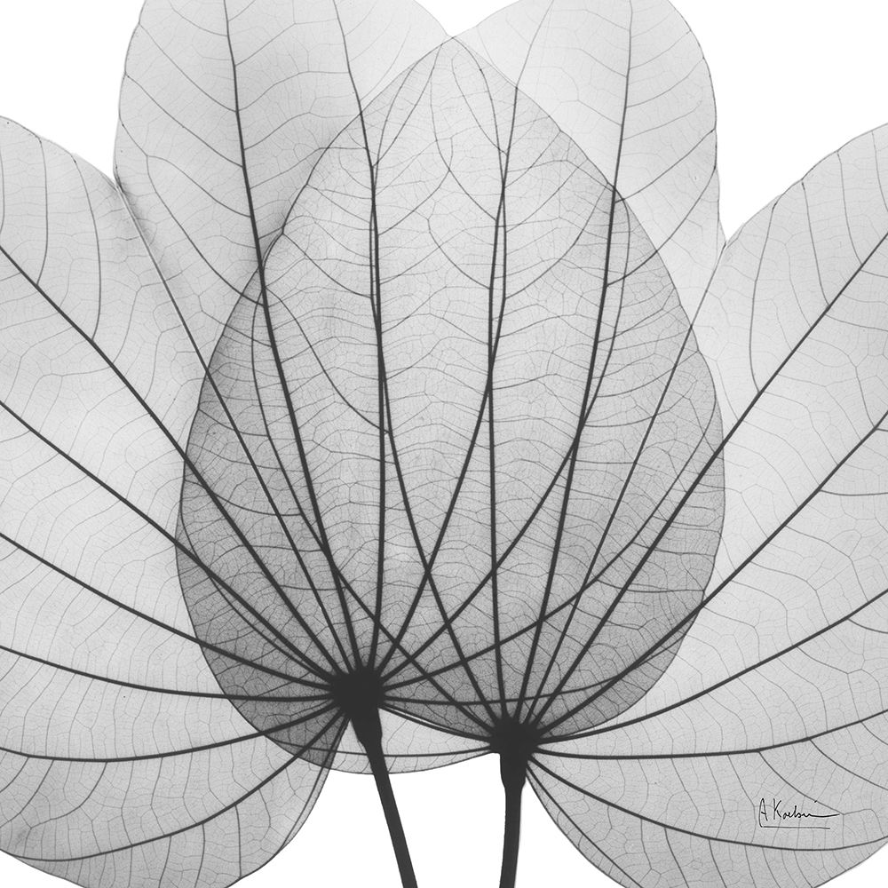 Orchid Tree BW