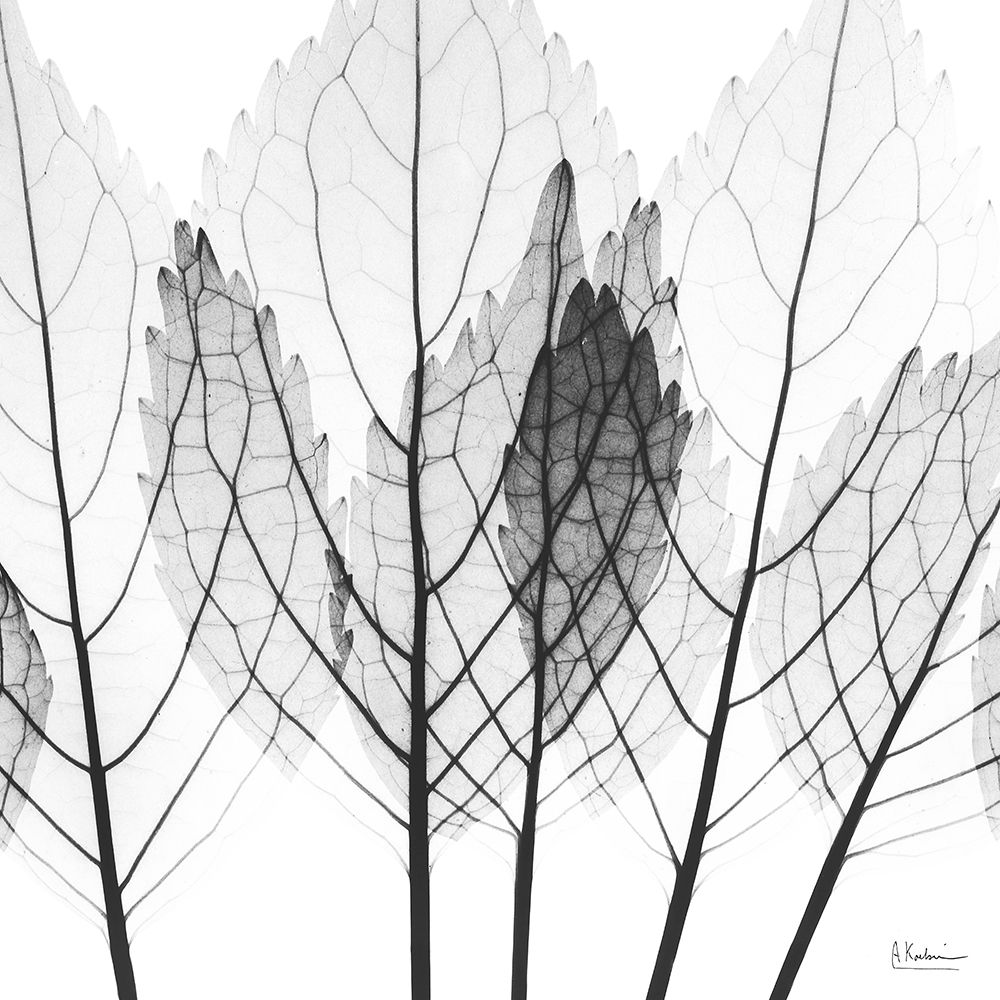 Monochromatic Growth