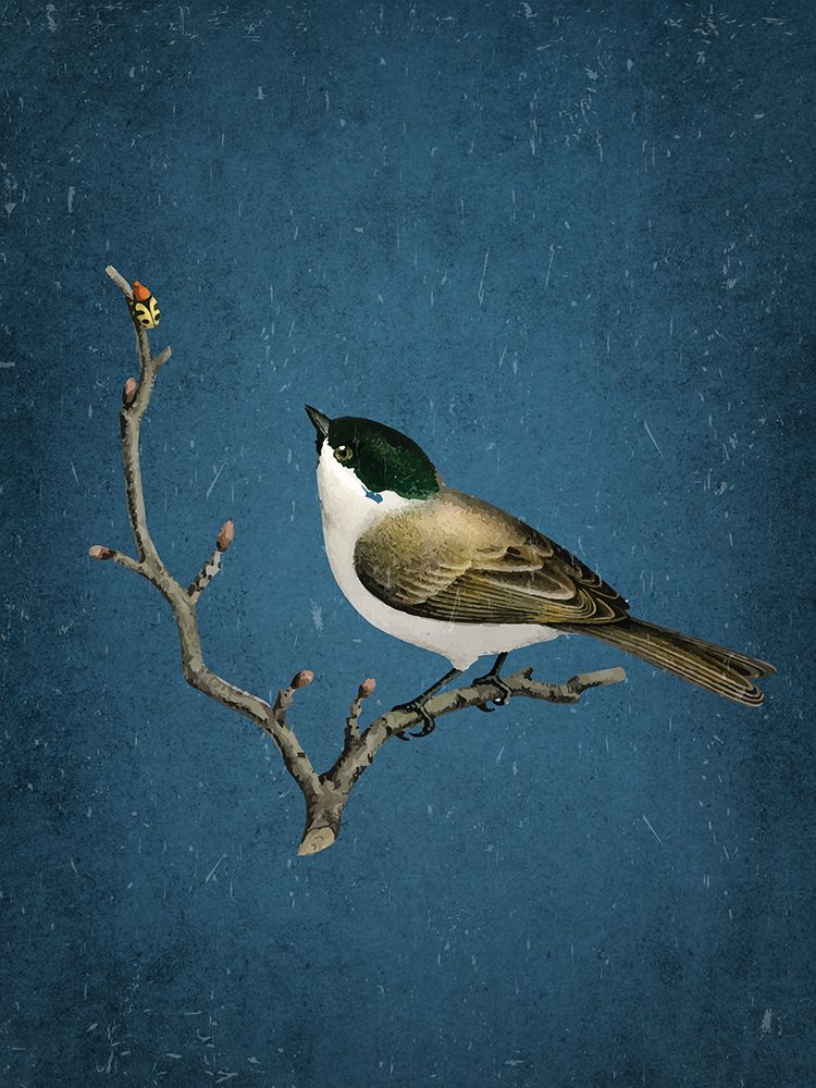 Birds Song 2