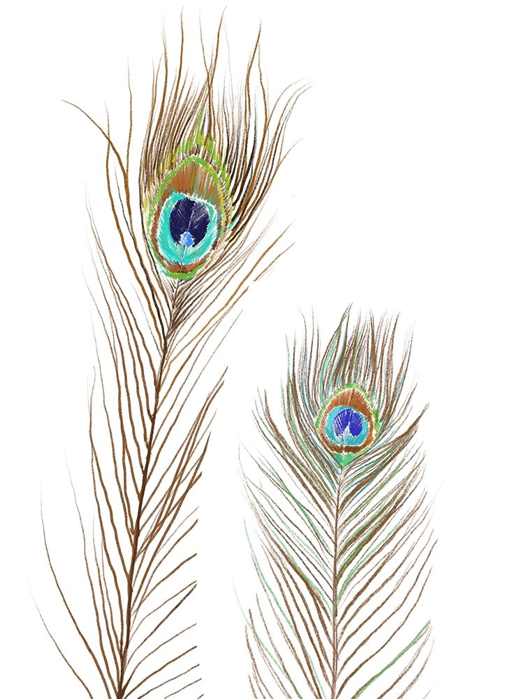Peacock Love 1